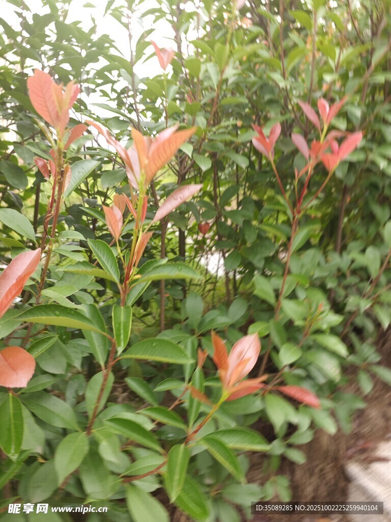 綠葉間的粉色新葉