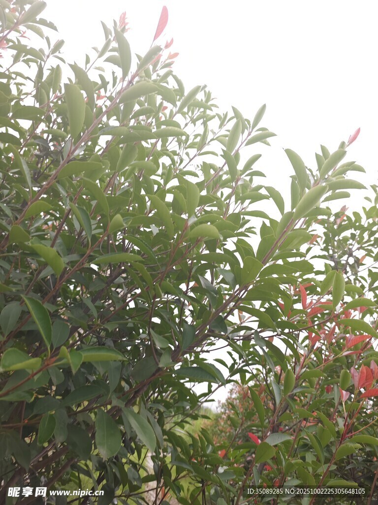 綠葉繁花的繁茂植物景觀
