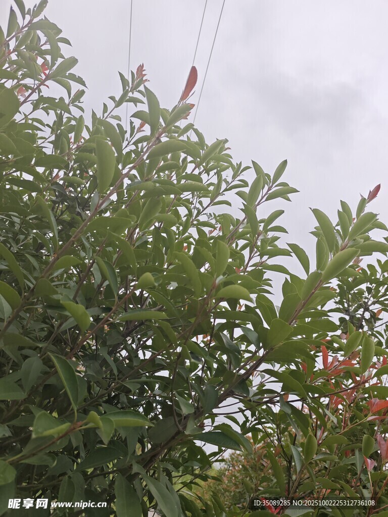 綠葉間的紅色果實
