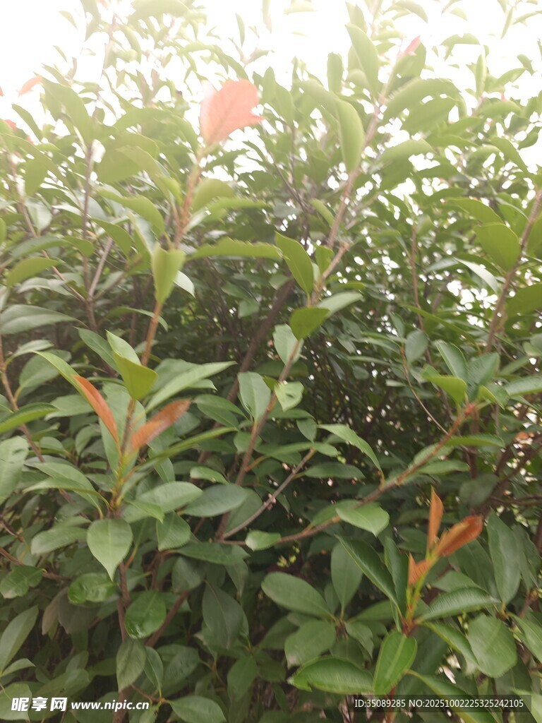 綠葉叢中一抹紅
