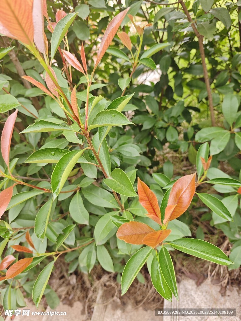 綠葉橙花植物景觀