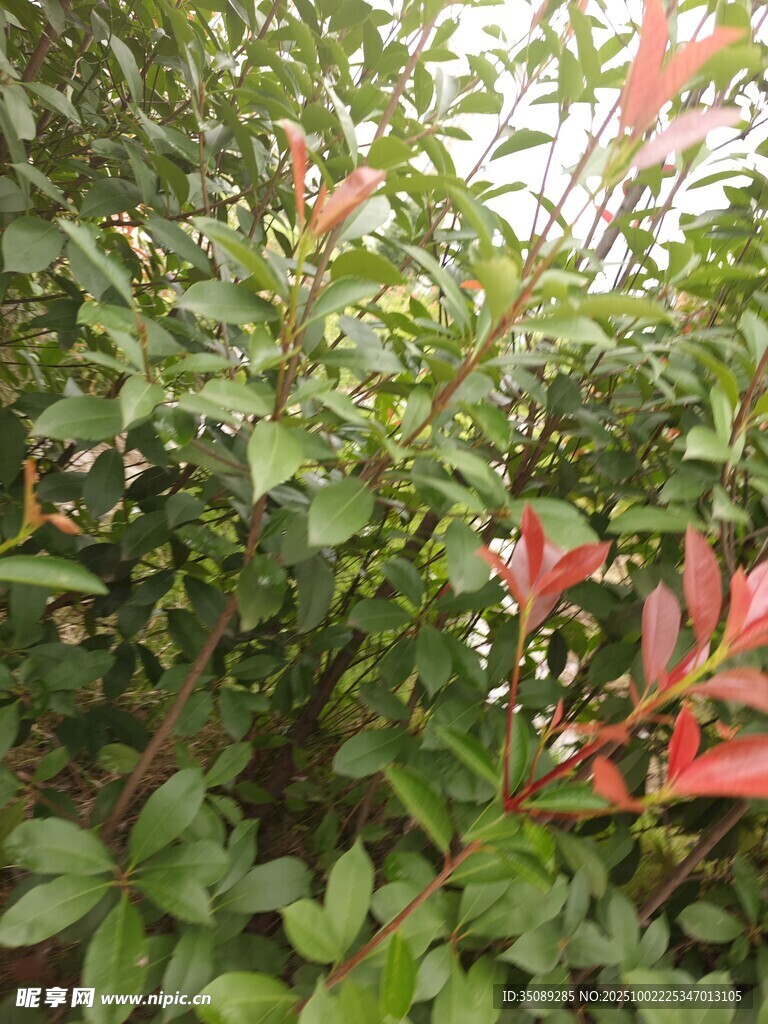 綠葉間的紅色花卉景觀