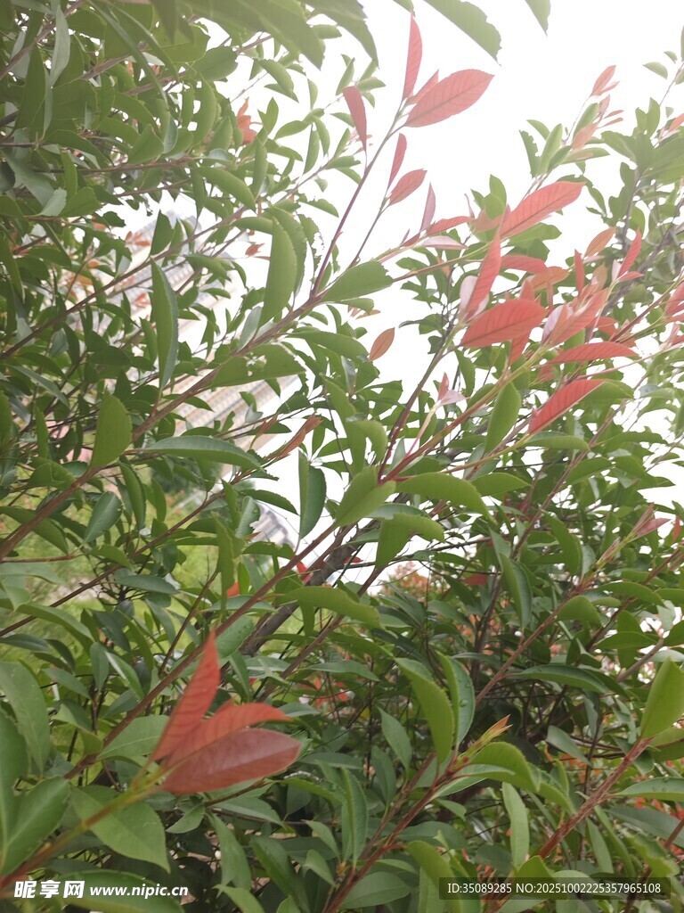 枝頭綻放的艷麗紅花