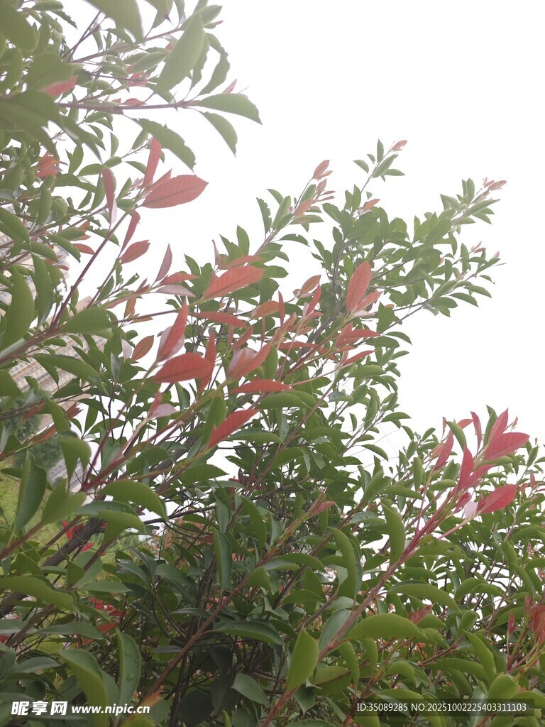 枝頭綻放的艷麗花朵