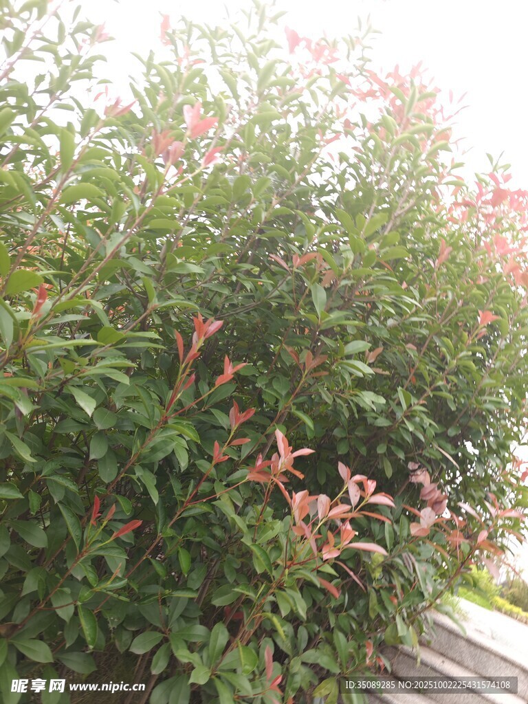 綠葉間綻放的粉色花朵