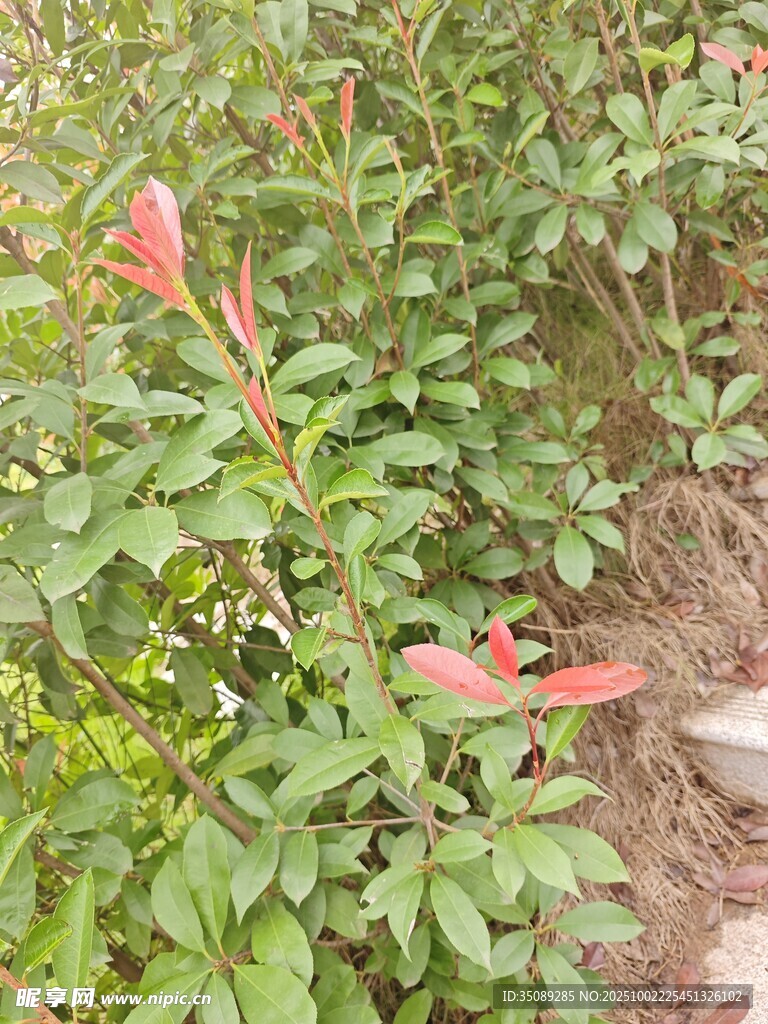 綠葉間的艷紅花卉