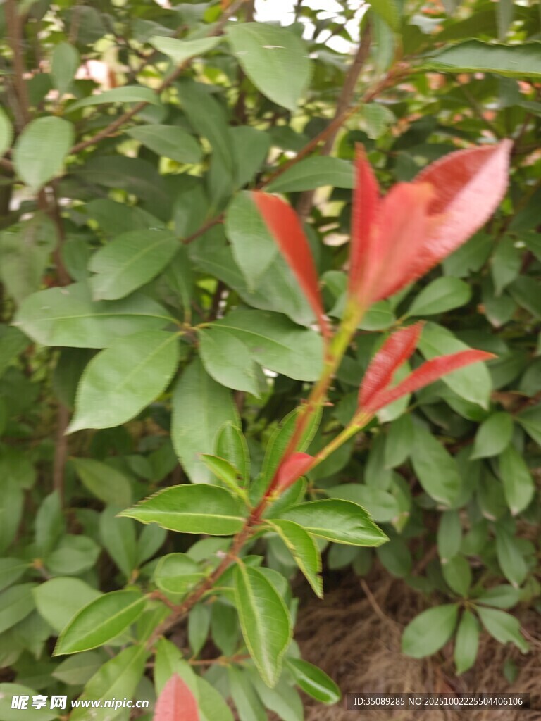 紅色花朵綻放綠葉間