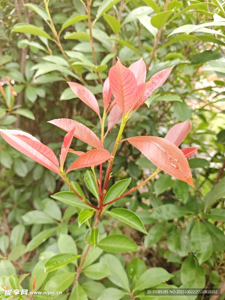 紅葉灌木特寫(xiě)