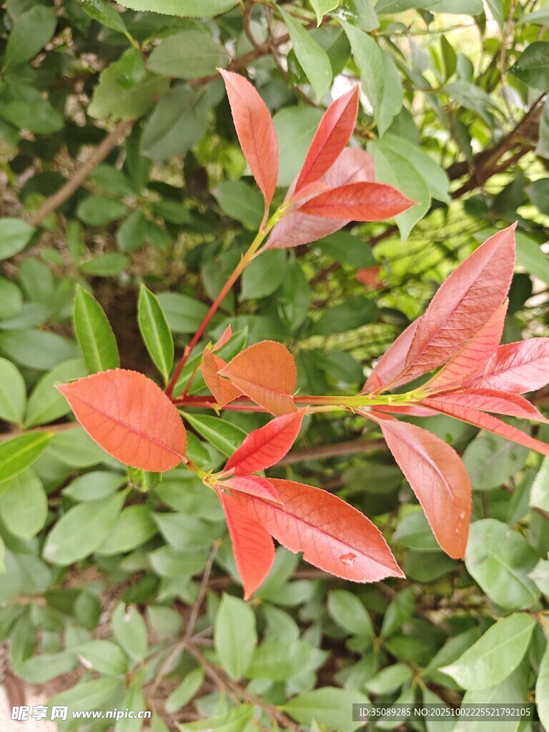 紅綠葉相間的植物枝葉