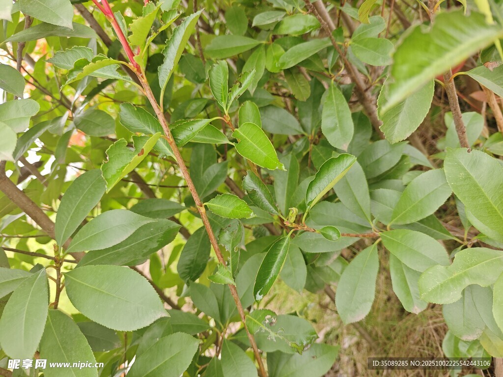 綠葉繁茂的植物特寫