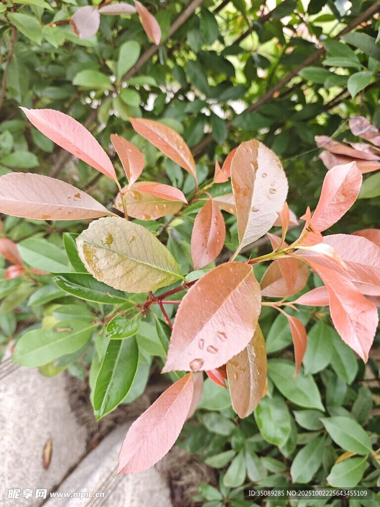 紅葉植物特寫