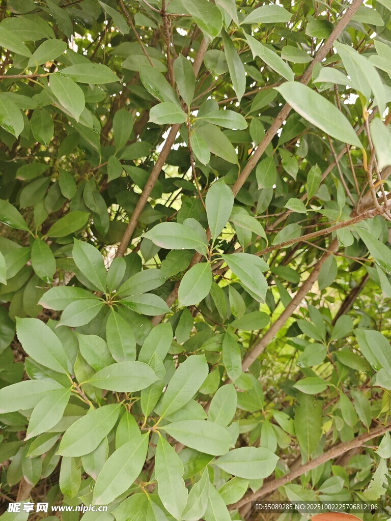 綠葉繁茂的野生植物