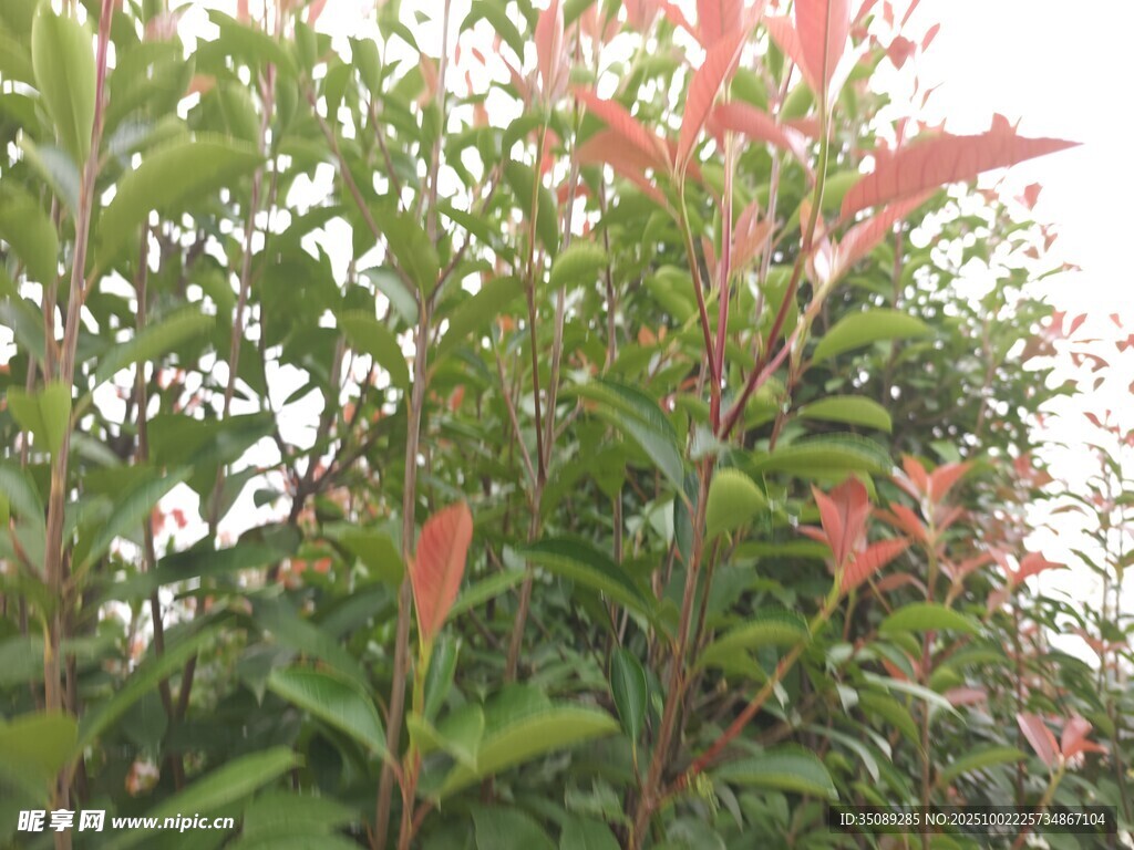 綠葉間的粉色花卉