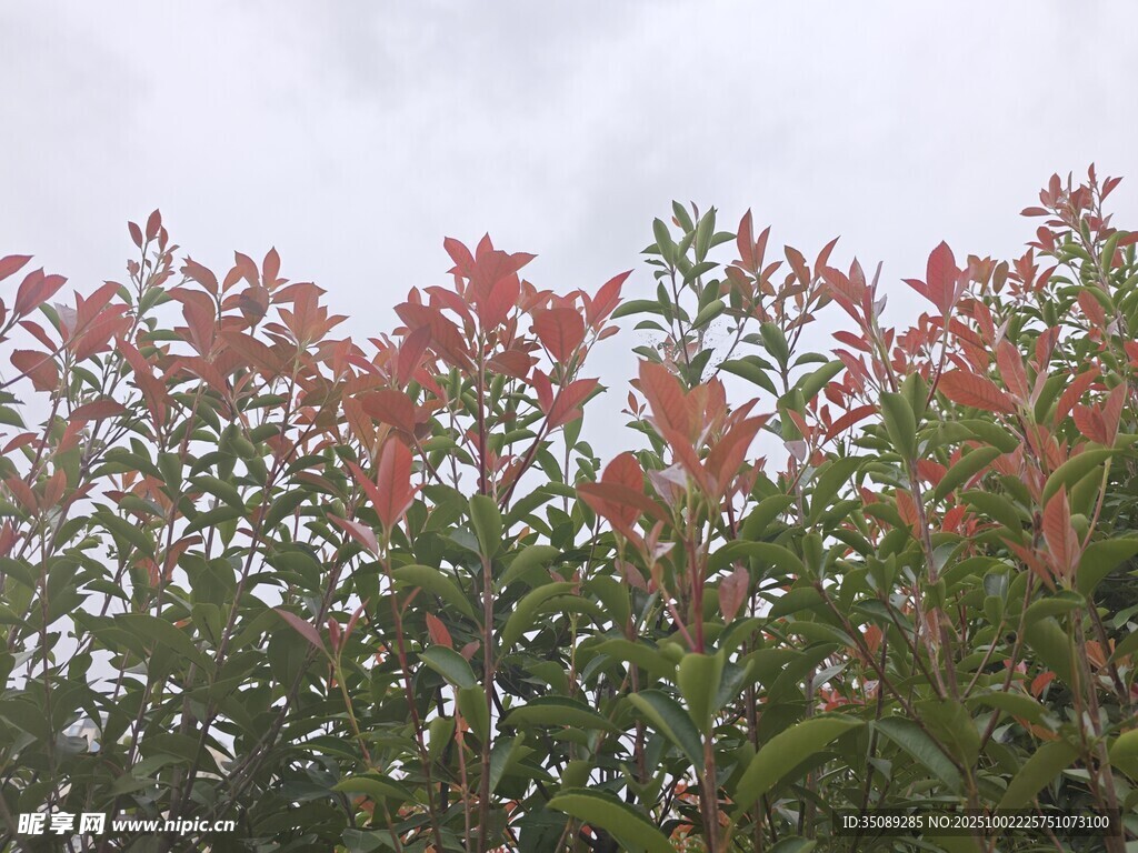 秋日紅葉植物景觀