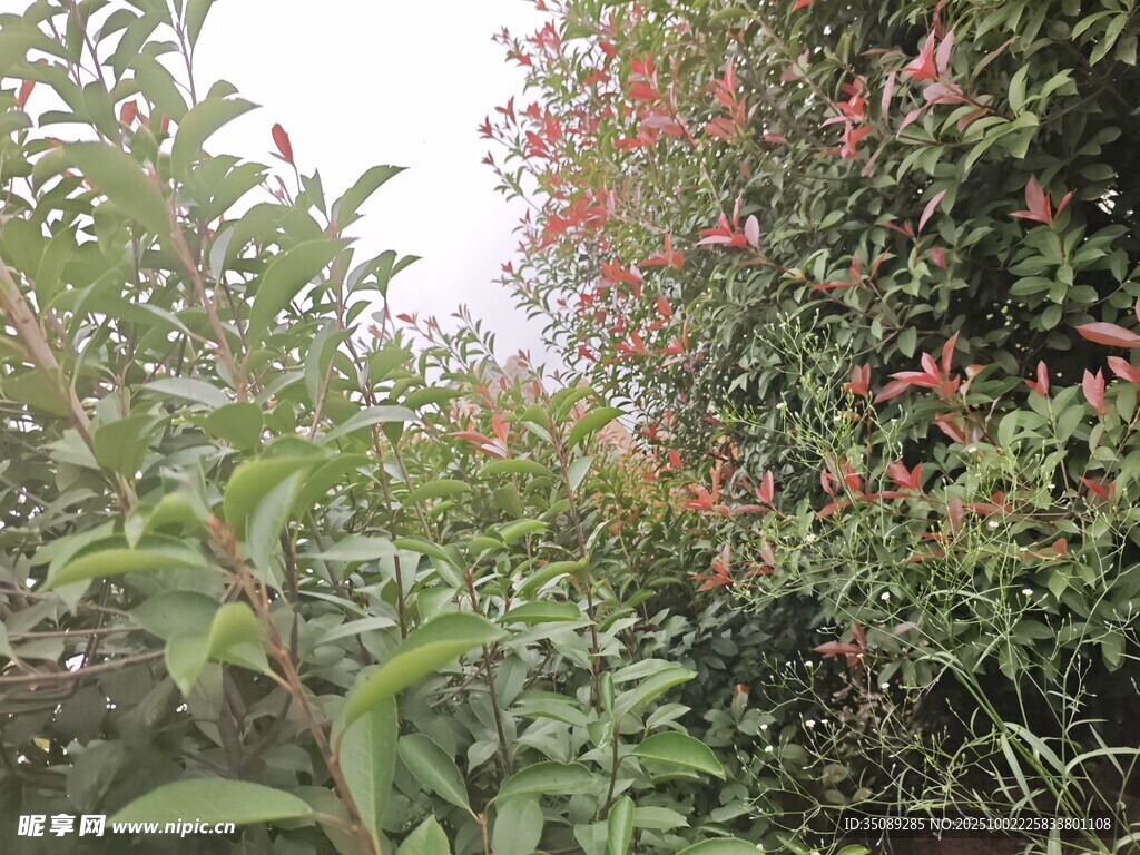 繁茂綠植果點(diǎn)綴