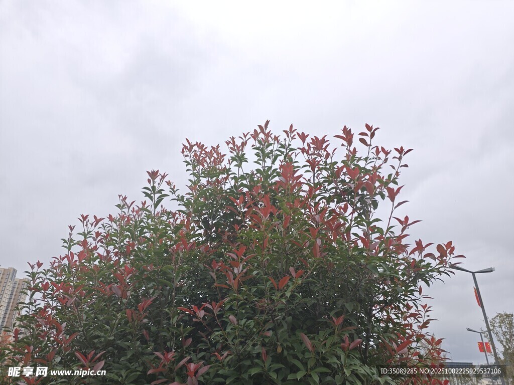 枝頭繁花映灰白天空