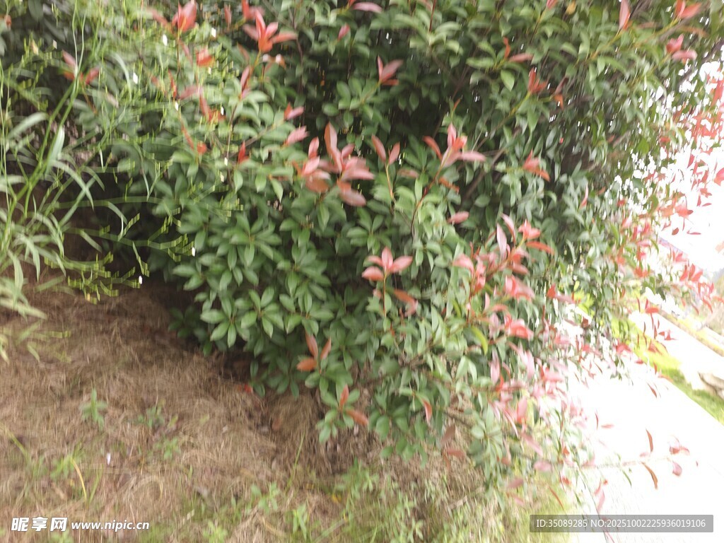 綠葉間的紅色花卉植物
