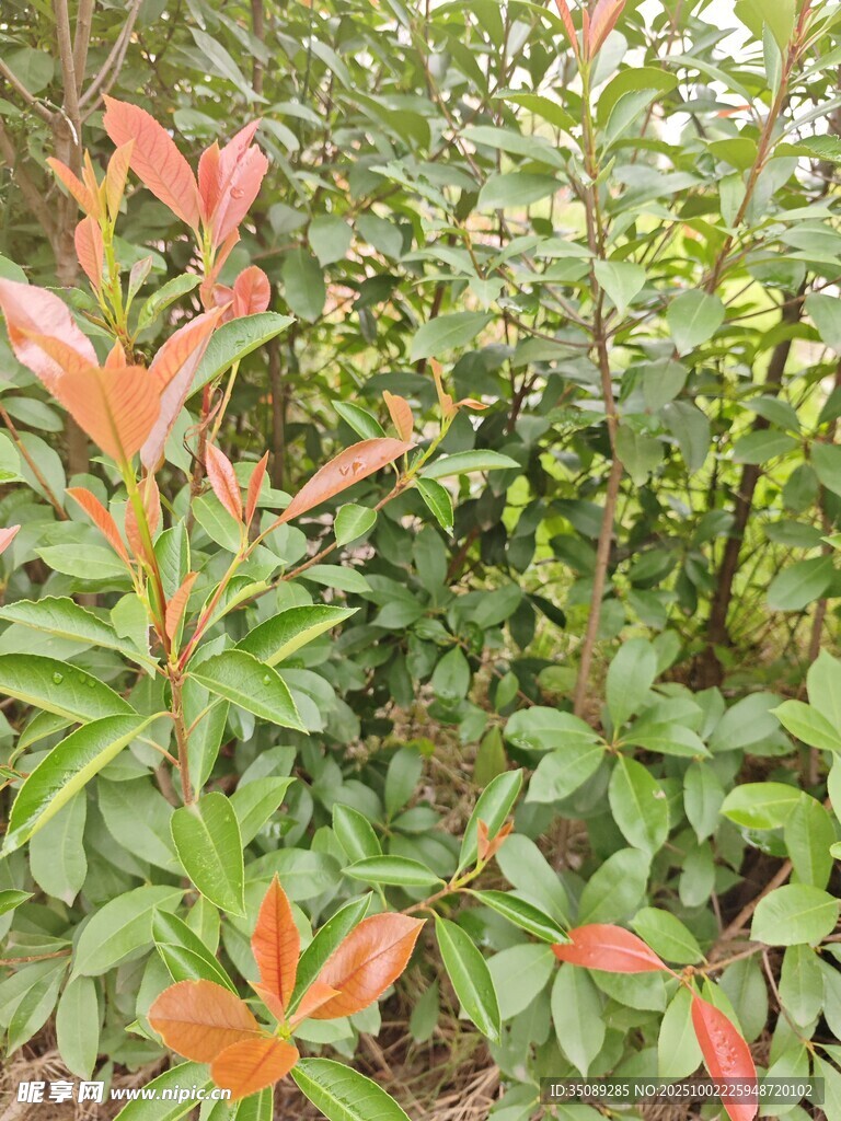 紅葉綠植景觀
