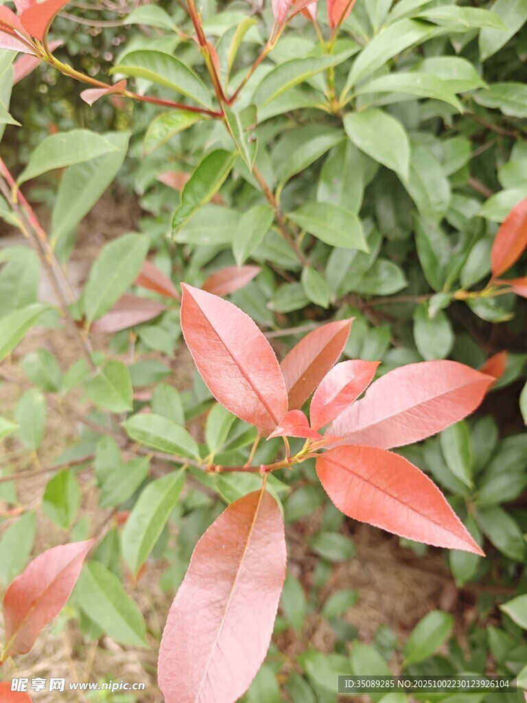 鮮艷紅葉植物特寫(xiě)