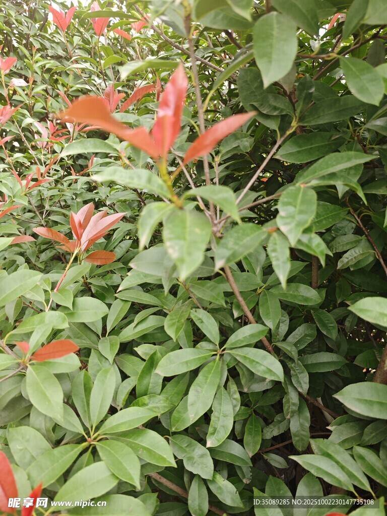 綠葉間的艷紅花卉