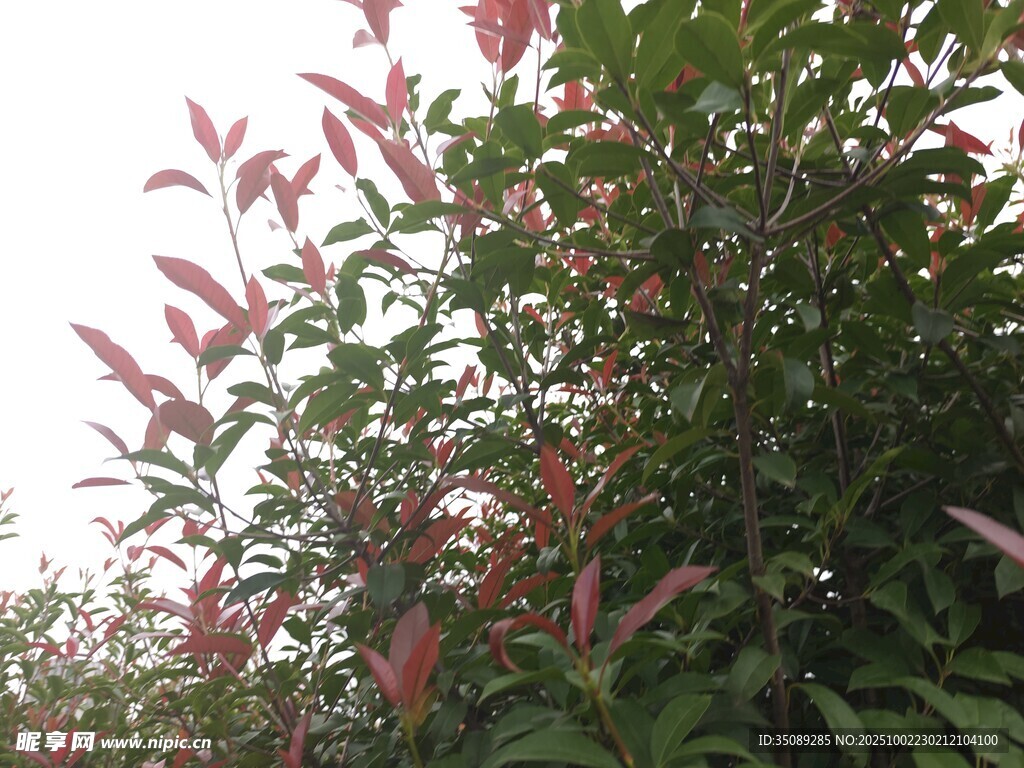 紅葉綠植特寫