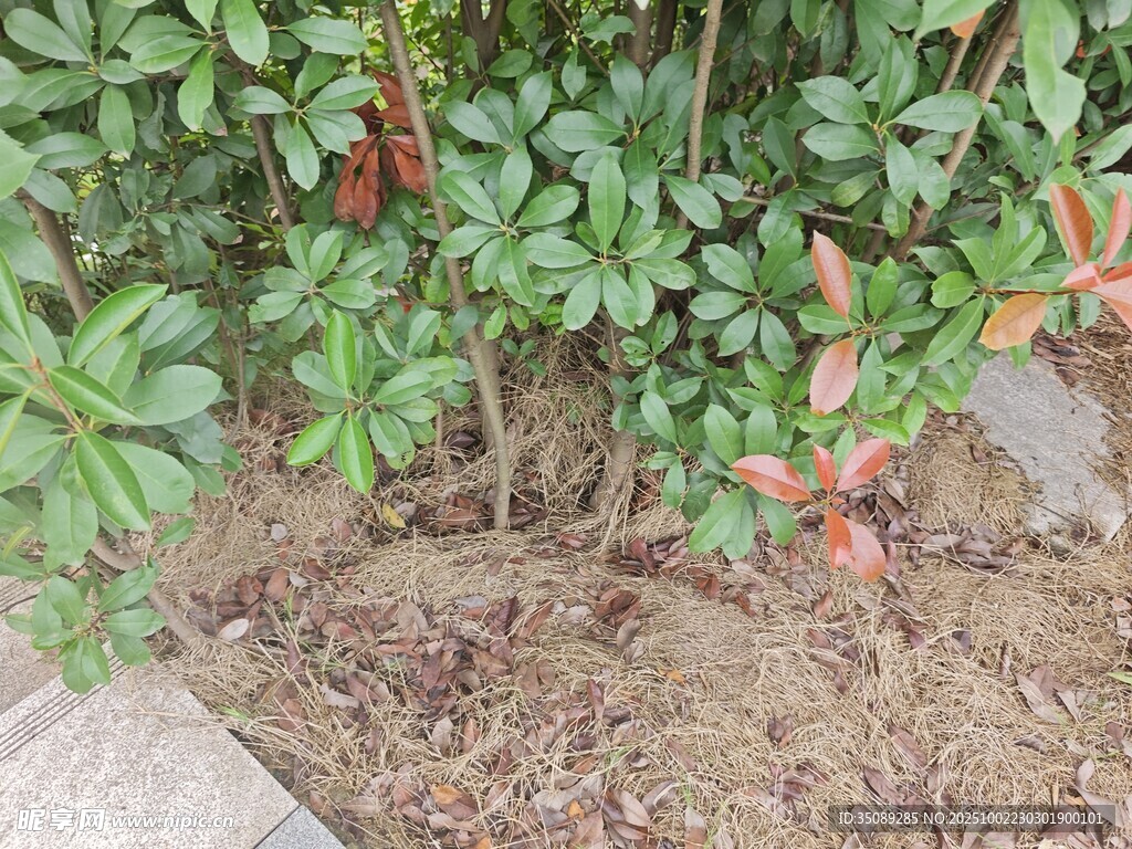 綠葉下的地面景象