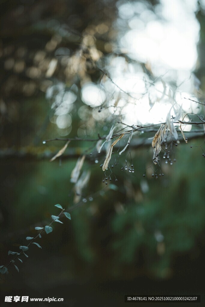 枝葉間的朦朧景致