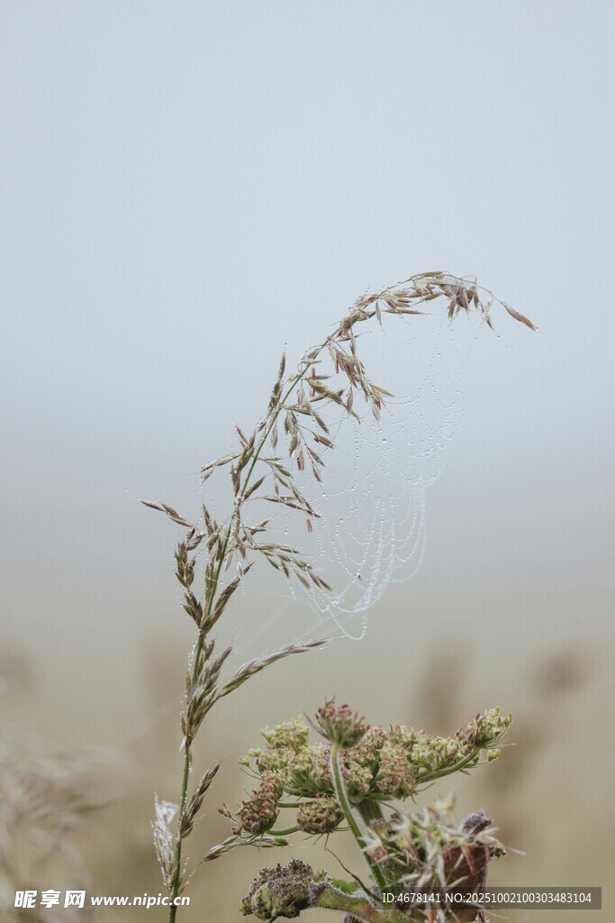風(fēng)中搖曳的野草