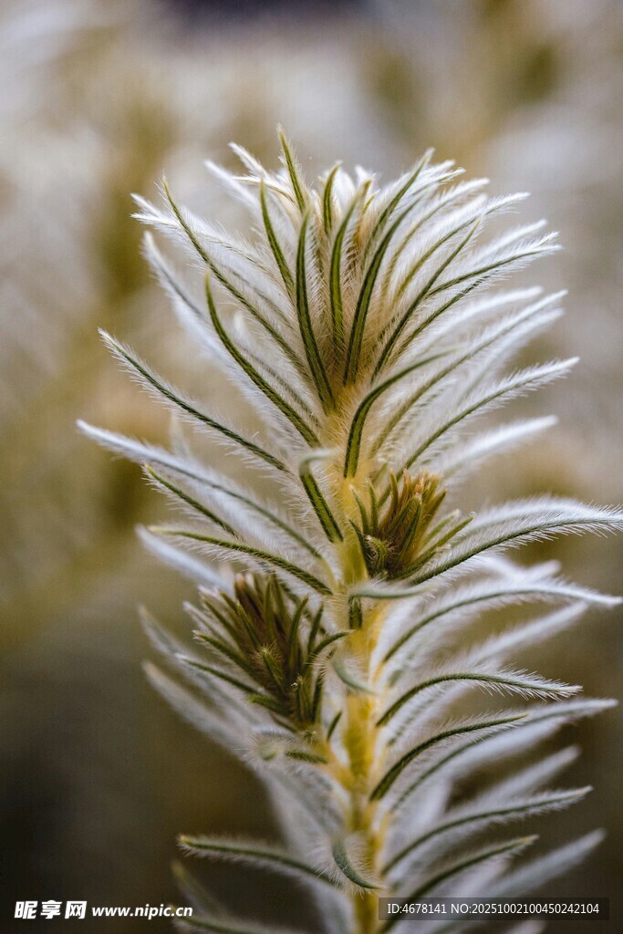 銀白針葉植物特寫