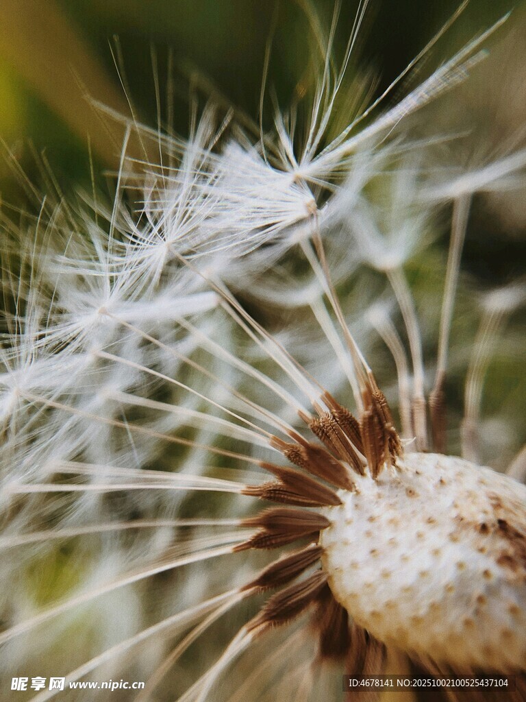 蒲公英種子特寫