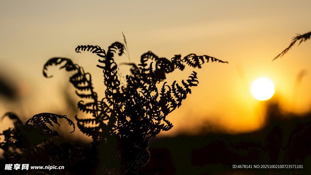 夕陽下的植物剪影