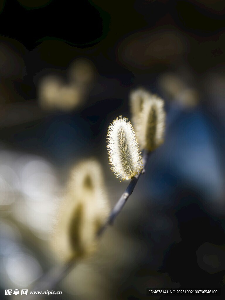 毛茸茸柳枝特寫(xiě)