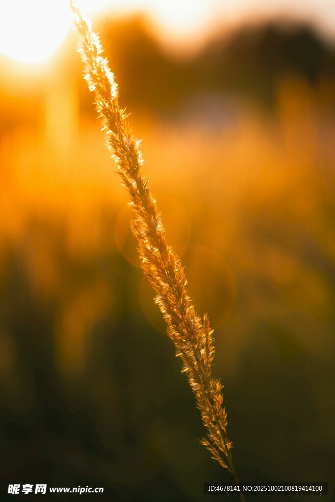 夕陽(yáng)下的草穗