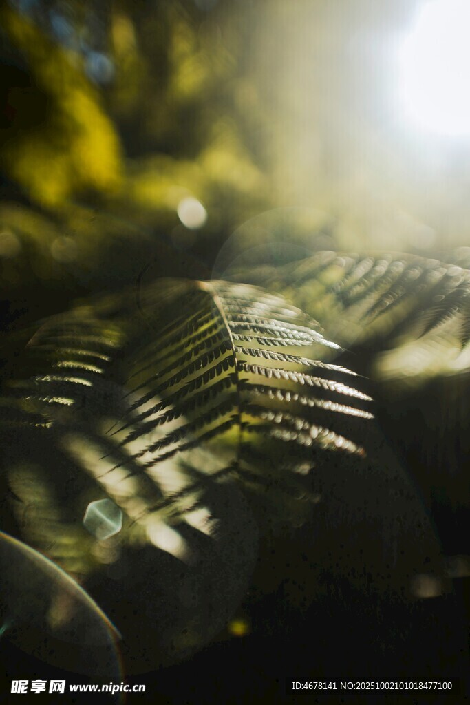陽光灑落的蕨類植物葉片
