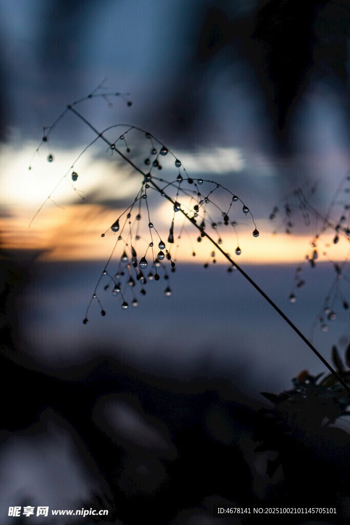 黃昏下的枝葉與朦朧遠(yuǎn)景
