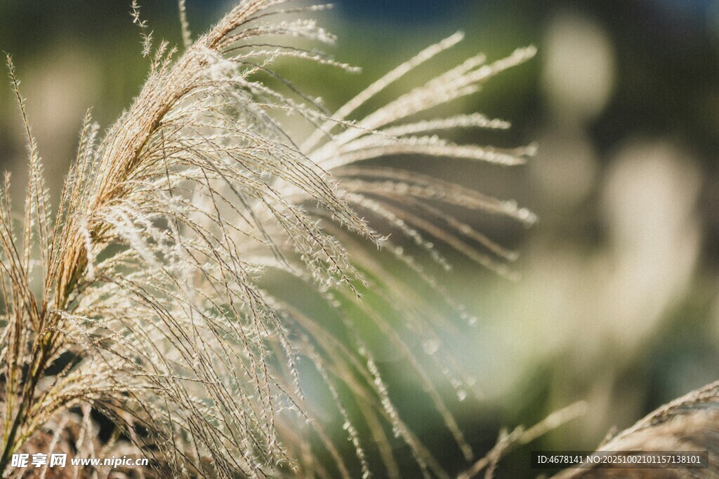 風(fēng)中搖曳的蓬松蘆葦