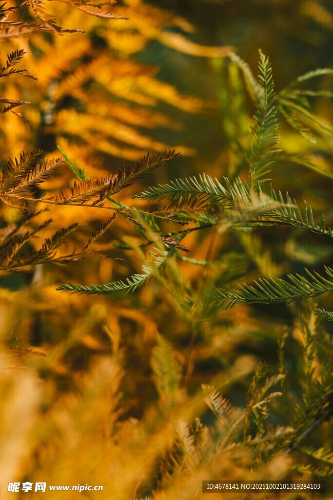 秋日蕨類植物特寫