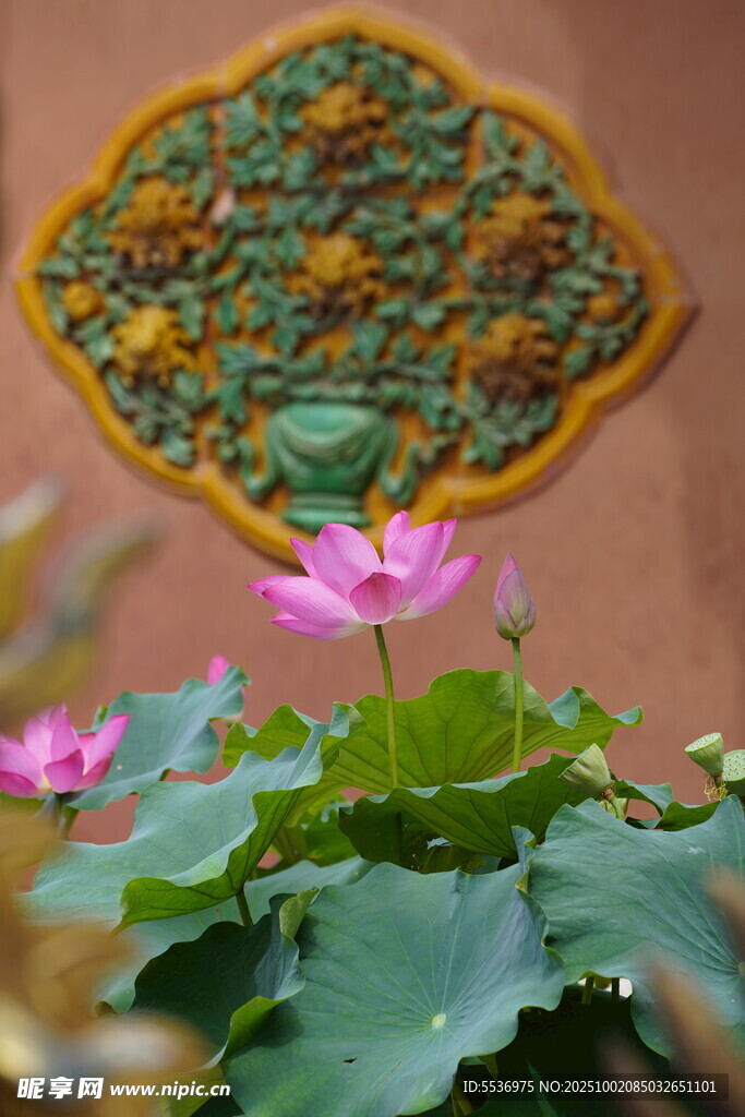 故宮荷花