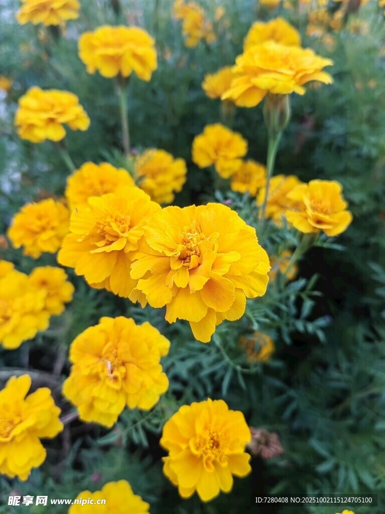 鮮艷萬壽菊綻放