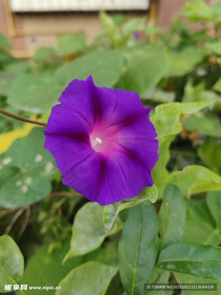 紫色牽牛花綻放于綠葉間
