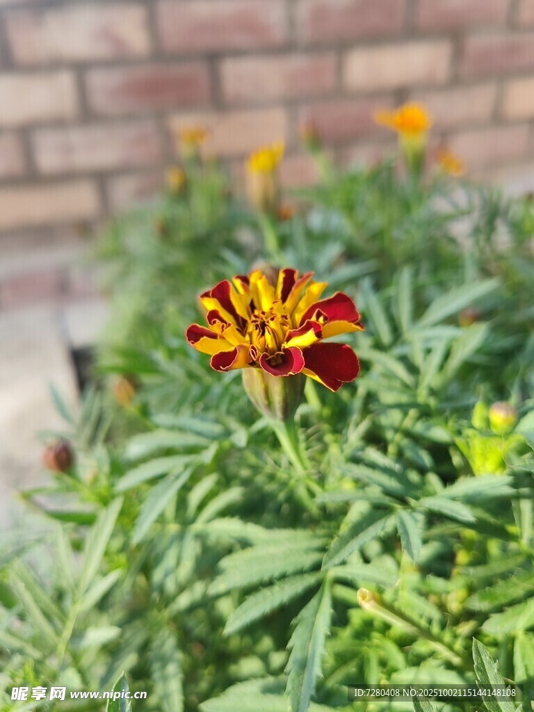 多彩萬壽菊綻放綠葉間