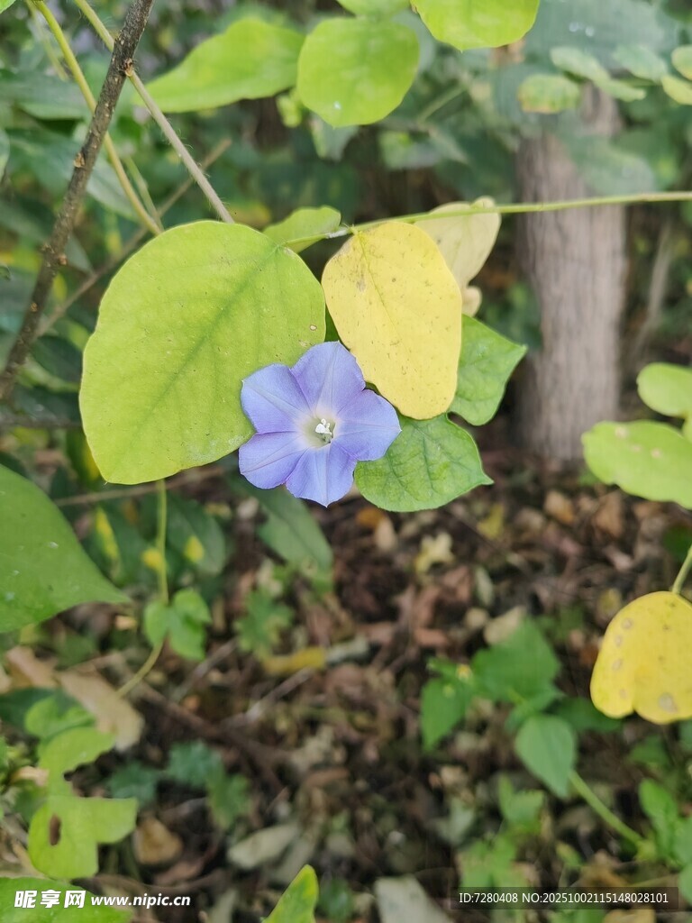 藍(lán)花綠葉的自然景致