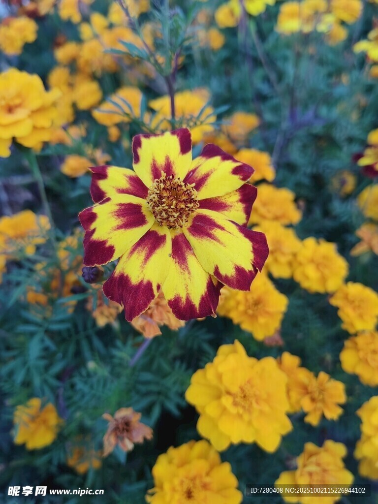 多彩萬(wàn)壽菊綻放美麗
