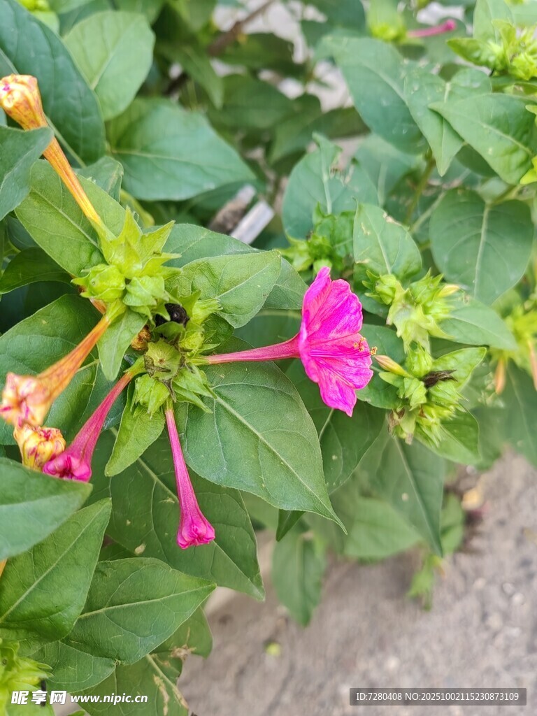 多彩花卉綻放綠葉間