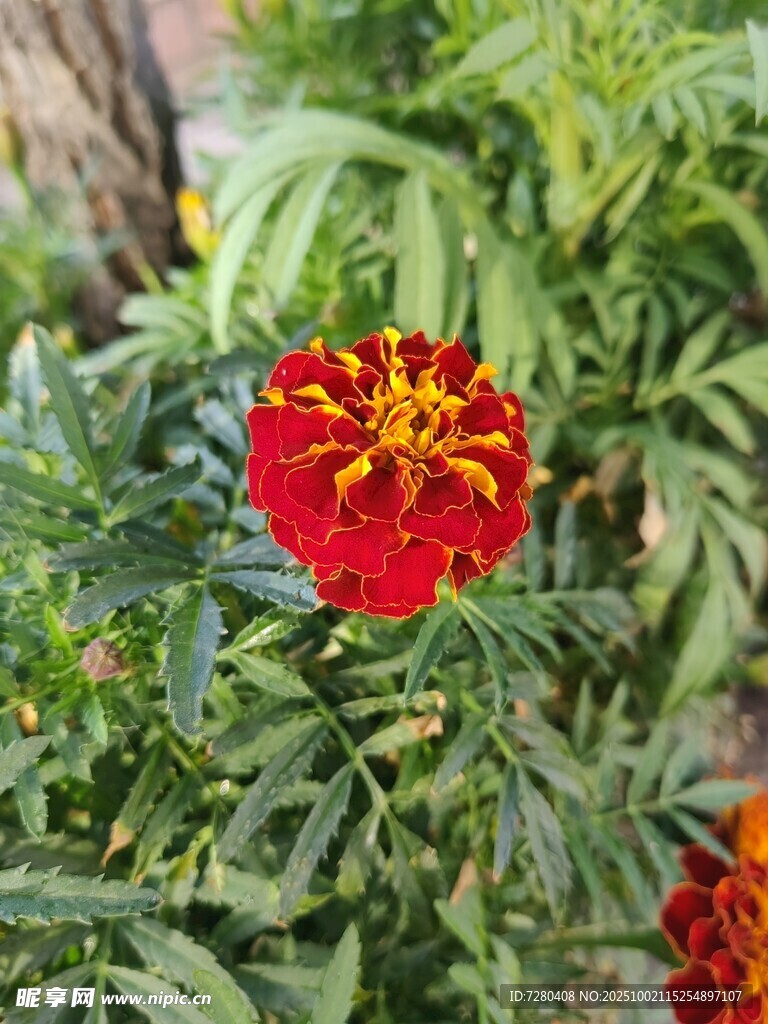 鮮艷紅萬壽菊綻放綠葉間