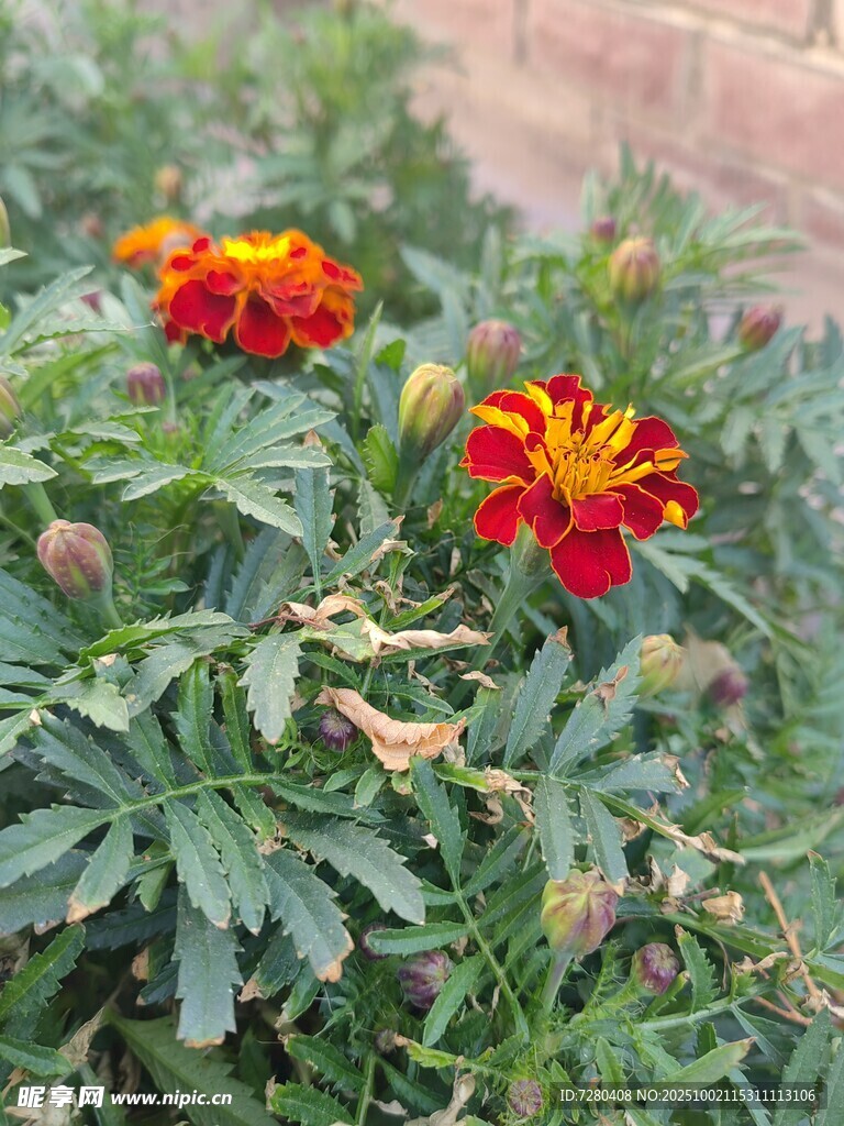 鮮艷萬(wàn)壽菊綻放綠葉間