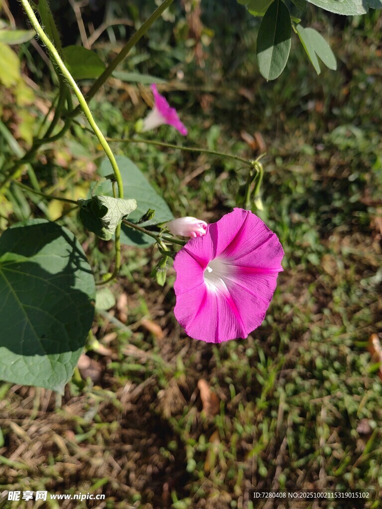 粉色牽牛花綻放于草叢