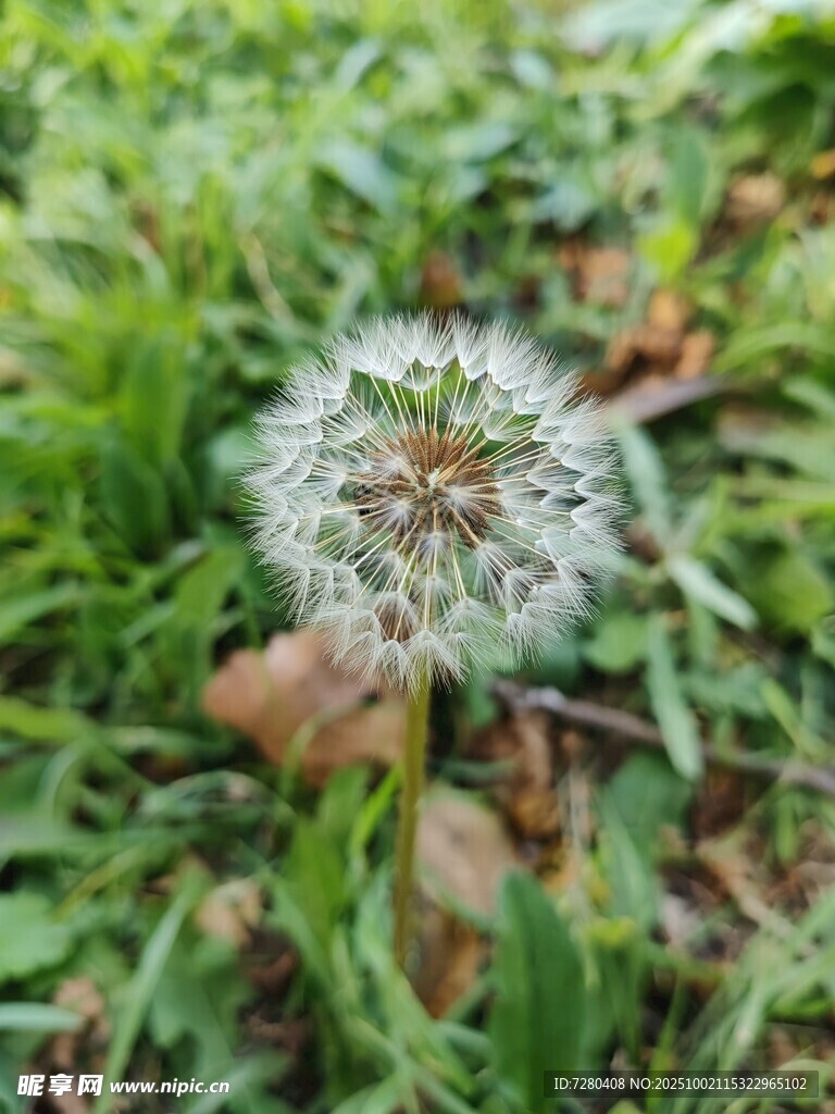 草地上的蒲公英