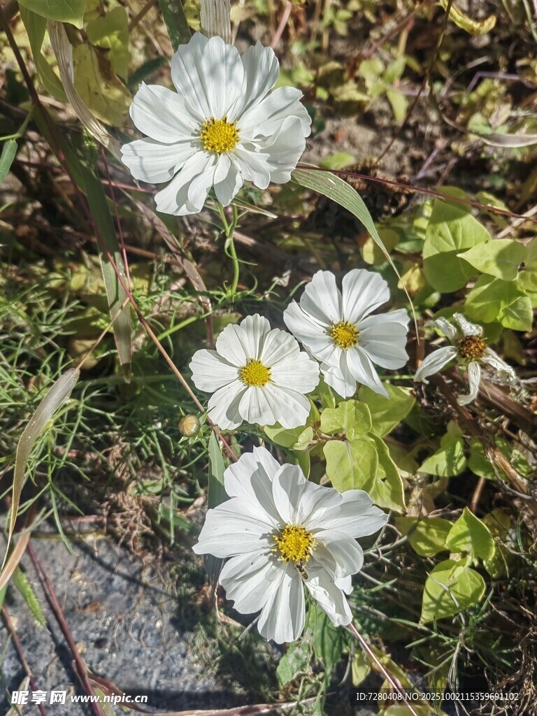 白色小花綻放于草叢中