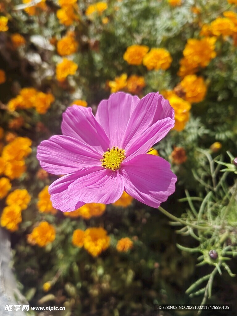嬌艷波斯菊綻放花叢中